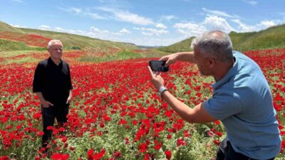Adıyaman’da, nohut ekili yaklaşık 50 dönümlük alan, açan gelincik çiçekleriyle