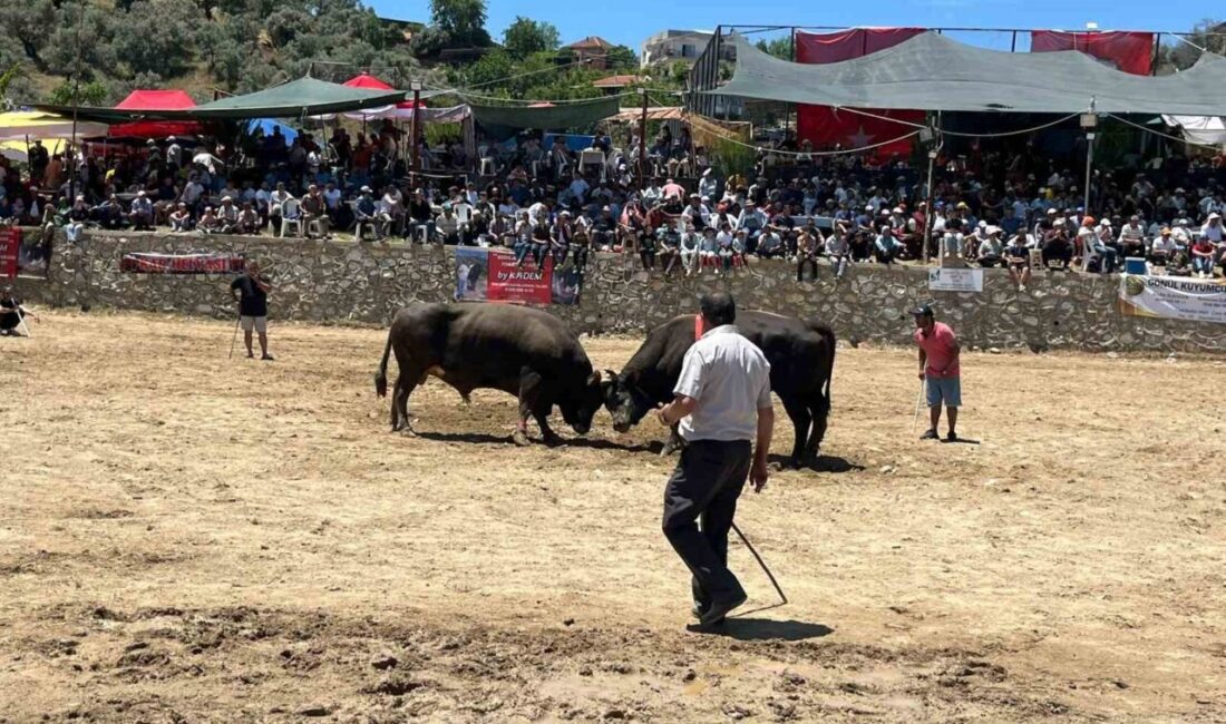 Aydın’ın Germencik ilçesinde düzenlenen 28. Geleneksel Çamköy Boğa Güreşi Festivali’nde
