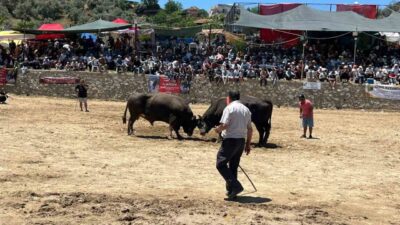 Aydın’ın Germencik ilçesinde düzenlenen 28. Geleneksel Çamköy Boğa Güreşi Festivali’nde