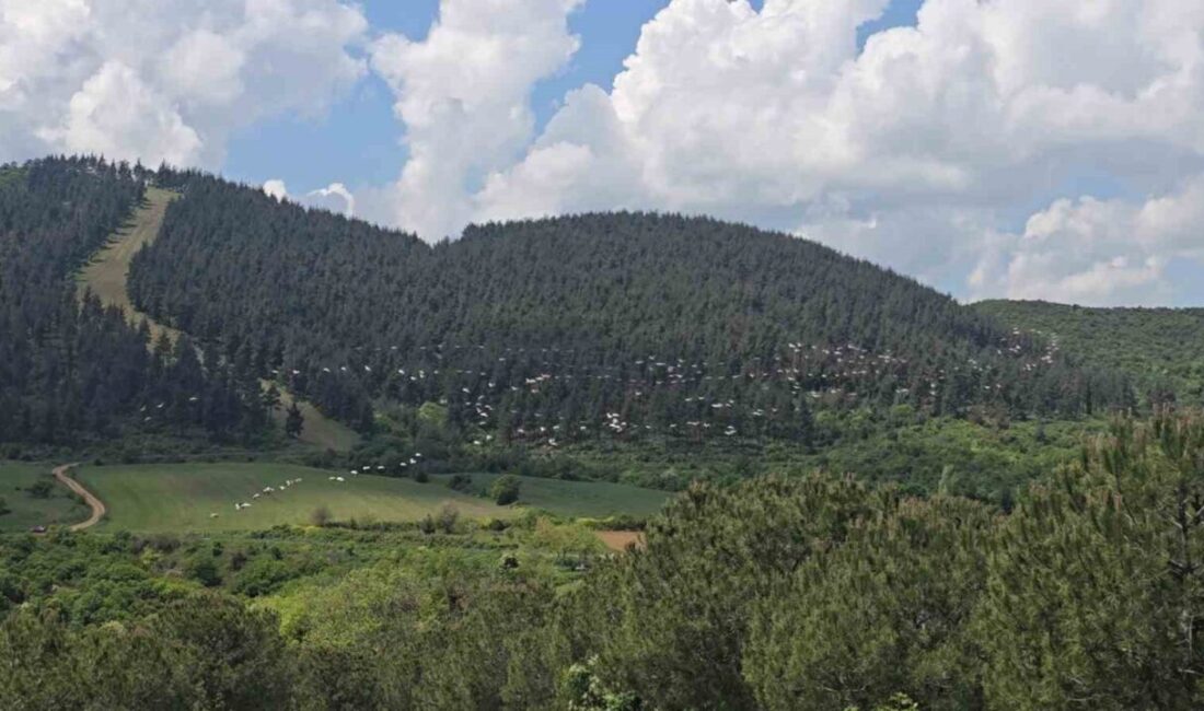 Tekirdağ’ın Şarköy ilçesinde gökyüzünde toplu halde uçan pelikanlar, oluşturdukları manzarayla