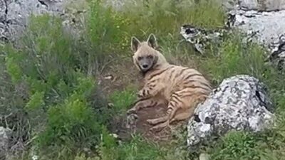 Adıyaman’ın Gölbaşı ilçesine bağlı Akçakaya köyü kırsalında, nesli tükenme tehlikesi