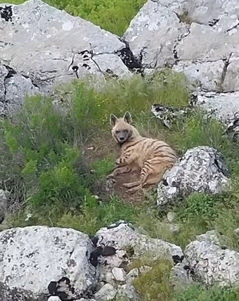 Adıyaman’ın Gölbaşı ilçesine bağlı Akçakaya köyü kırsalında, nesli tükenme tehlikesi