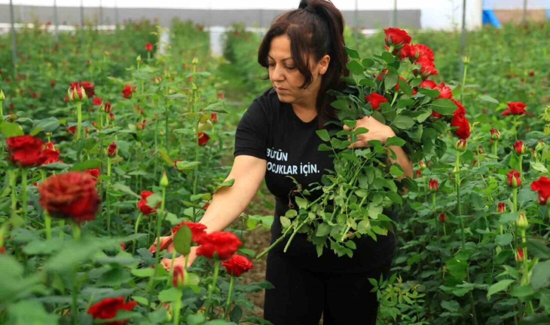 Adana’da Anneler Günü öncesi yerli gülün tanesi serada 5 liraya