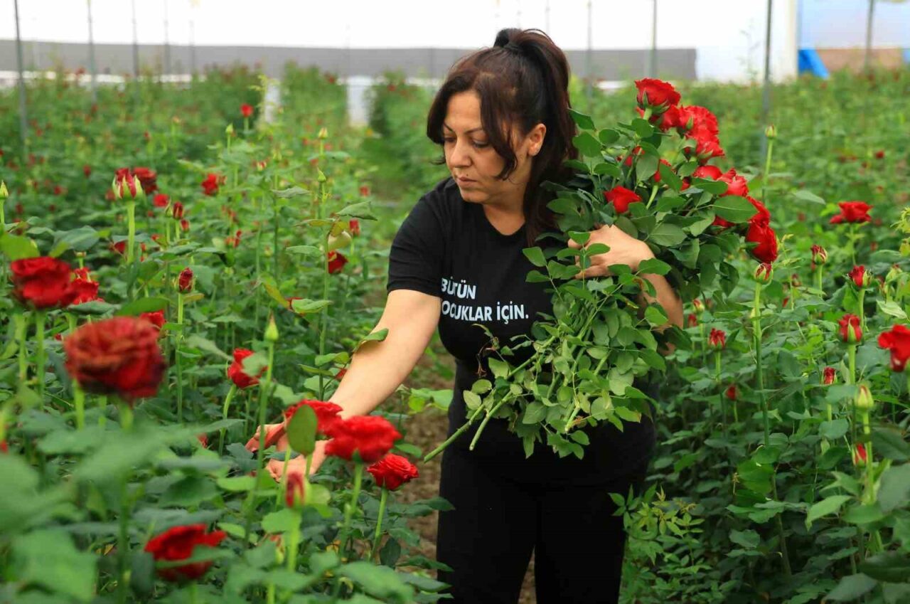 Adana’da Anneler Günü öncesi yerli gülün tanesi serada 5 liraya