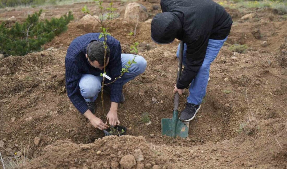 Gümüşhane Üniversitesi yerleşkesinde akademisyenler adına yerel meyve fidanları dikilerek yaklaşık