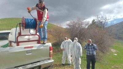 Gümüşhane’nin Kelkit ilçesine bağlı Gödül köyünde yoğun çekirge istilası olduğu