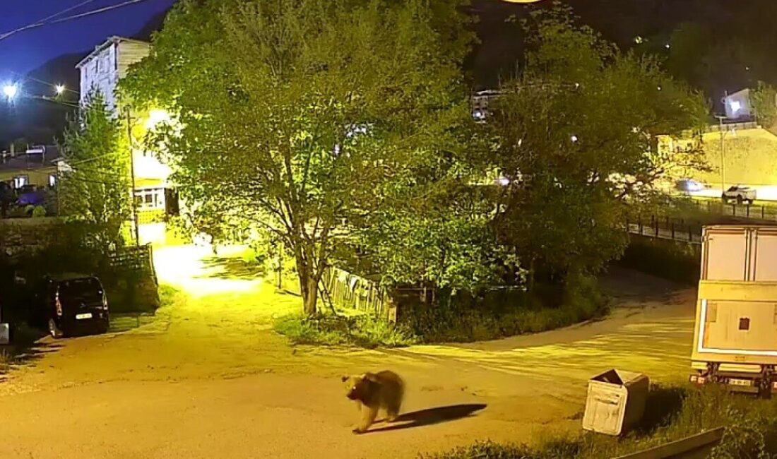 Gümüşhane’de mahalle arasında yiyecek arayan yetişkin ayı güvenlik kamerasına yansıdı.