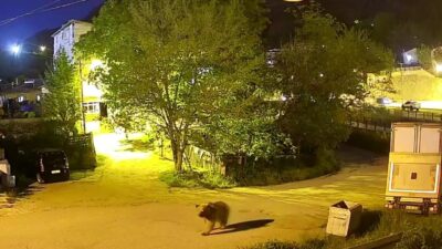 Gümüşhane’de mahalle arasında yiyecek arayan yetişkin ayı güvenlik kamerasına yansıdı.