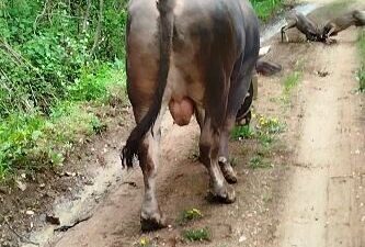 Artvin’de güreşlere hazırlanan boğa, yola inen iki karacanın kavgasını adeta