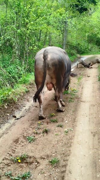 Artvin’de güreşlere hazırlanan boğa, yola inen iki karacanın kavgasını adeta