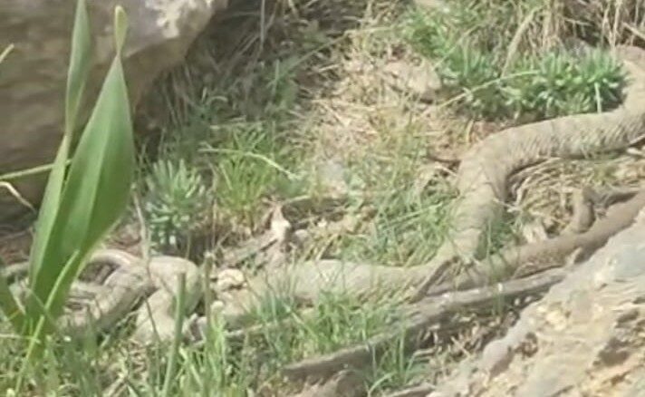 Hakkari’nin Kırıkdağ köyünde doğa yürüyüşüne çıkan doğaseverler, nadir görülen büyük