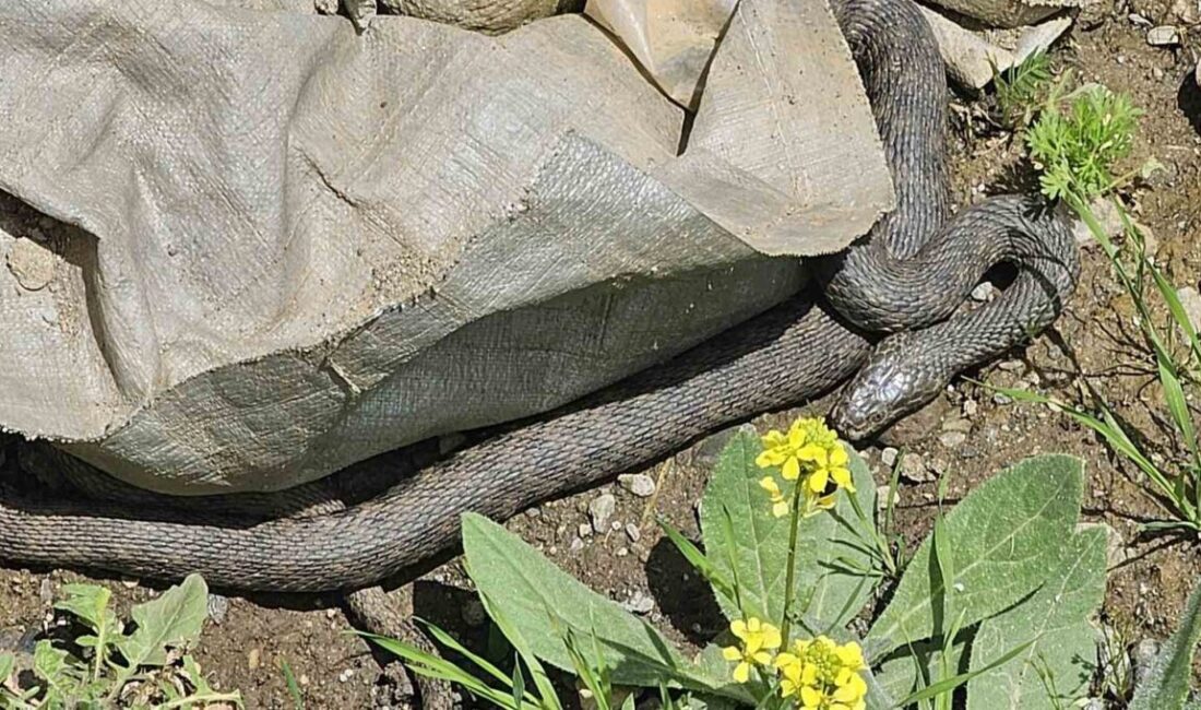 Muş’un Hasköy ilçesi Bahçelievler Mahallesinde bir eve girmek üzereyken fark