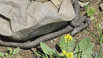 Muş’un Hasköy ilçesi Bahçelievler Mahallesinde bir eve girmek üzereyken fark