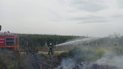 Hatay’ın Hassa ilçesinde bulunan zeytinlik alanda çıkan yangın, itfaiye ekiplerinin