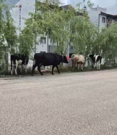 Bilecik’te kurulan hayvan pazarından kaçan büyükbaş havanlar gezintiye çıktı. Bilecik