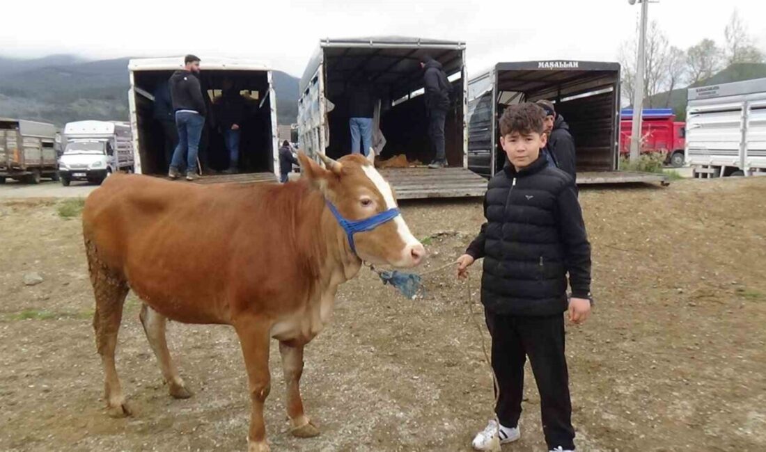 Bolu’nun Mudurnu ilçesinde kurulan hayvan pazarında celepçilik yapan 13 yaşındaki