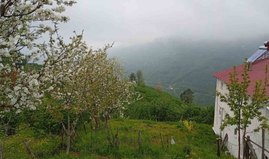 Sakarya’nın Hendek ilçesinde yüksek rakımlı bölgelerde baharın gelişi ve etkili
