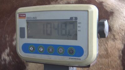 Sivas’ta heybetiyle dikkat çeken 1 tonluk kurbanlık tosun, 500 bin