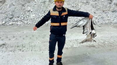 Kütahya’nın Hisarcık ilçesinde maden sahasında bitkin halde bulunan balık kartalı