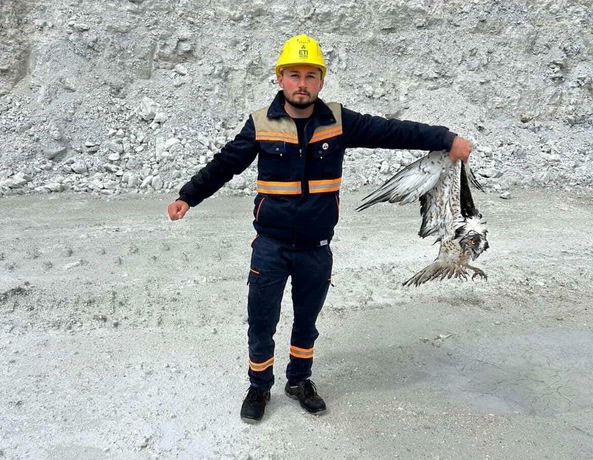 Kütahya’nın Hisarcık ilçesinde maden sahasında bitkin halde bulunan balık kartalı