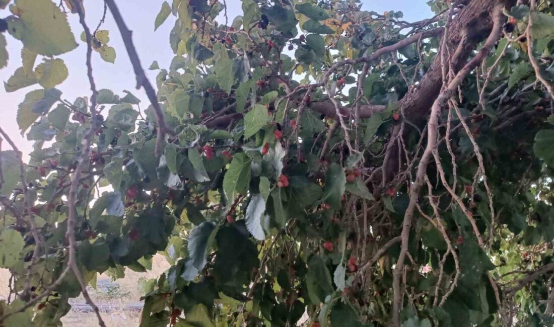Bitlis’in Hizan ilçesinde dut yetiştiriciliğinin mevcut durumunu ve potansiyelini belirlemek