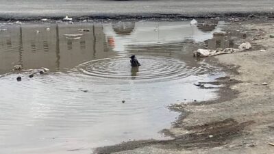 Iğdır’da yağmurun ardından oluşan su birikintisinde banyo keyfi yapan karga