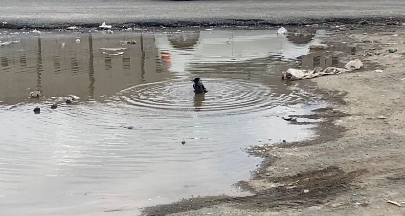 Iğdır’da yağmurun ardından oluşan su birikintisinde banyo keyfi yapan karga