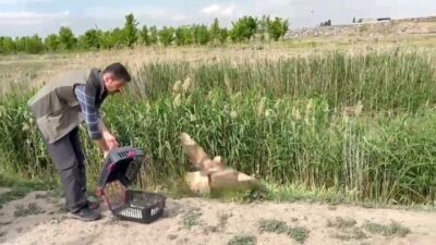 Iğdır’da yaralı halde bulunan şahin, Doğa Koruma ve Milli Parklar