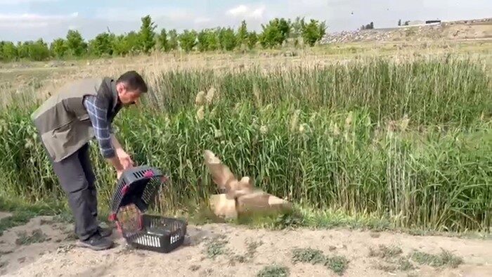 Iğdır’da yaralı halde bulunan şahin, Doğa Koruma ve Milli Parklar