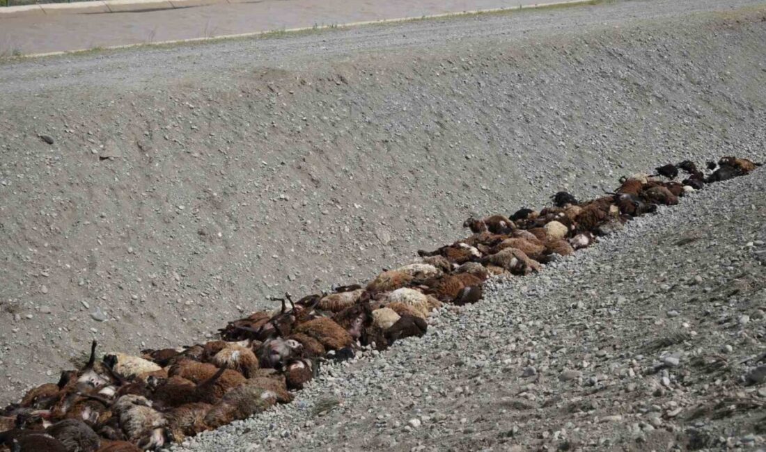 Iğdır’da arı saldırısının ardından paniğe kapılarak birbirini ezen küçükbaş hayvanların