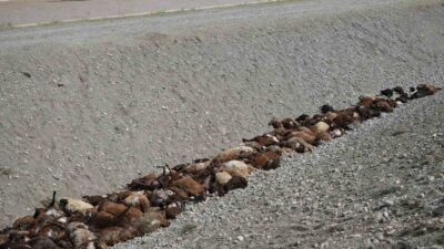 Iğdır’da arı saldırısının ardından paniğe kapılarak birbirini ezen küçükbaş hayvanların