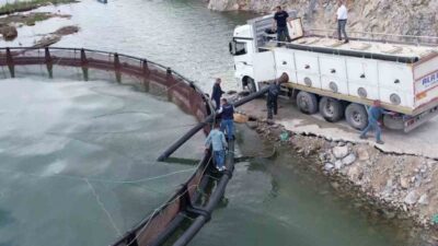 Birçok ülkeye ihraç edilen ‘Türk somonu’nu yetiştirmek için Adıyaman’ın Çelikhan