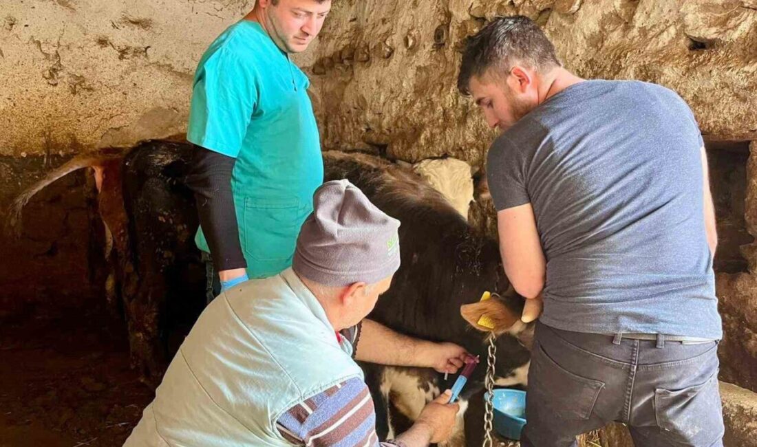 Afyonkarahisar’ın İhsaniye ilçesinde şap hastalığıyla mücadele çerçevesinde büyükbaş hayvanlardan kan