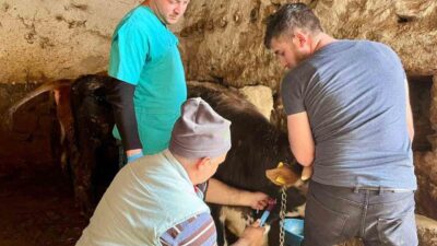 Afyonkarahisar’ın İhsaniye ilçesinde şap hastalığıyla mücadele çerçevesinde büyükbaş hayvanlardan kan