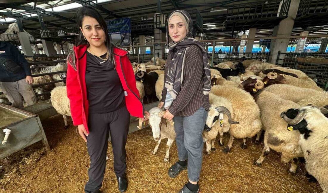 Bursa’nın Osmangazi ilçesinde kurulan kurban pazarında küçükbaş hayvan satışı yapan