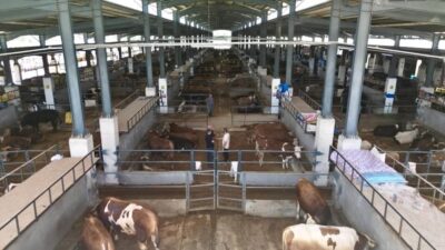 İnegöl Belediyesi Modern Hayvan Pazarı, Kurban Bayramı sürecinde hem üreticilerin