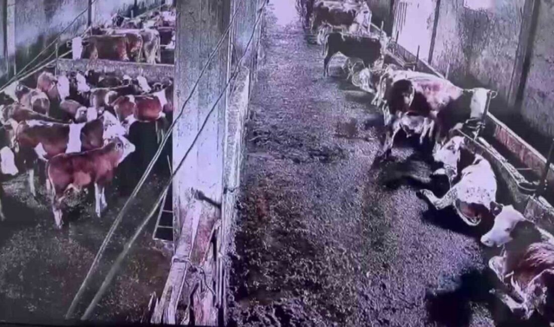Sivas’ın Gürün ilçesinde meydana gelen 2.9 büyüklüğündeki deprem insanlar tarafından