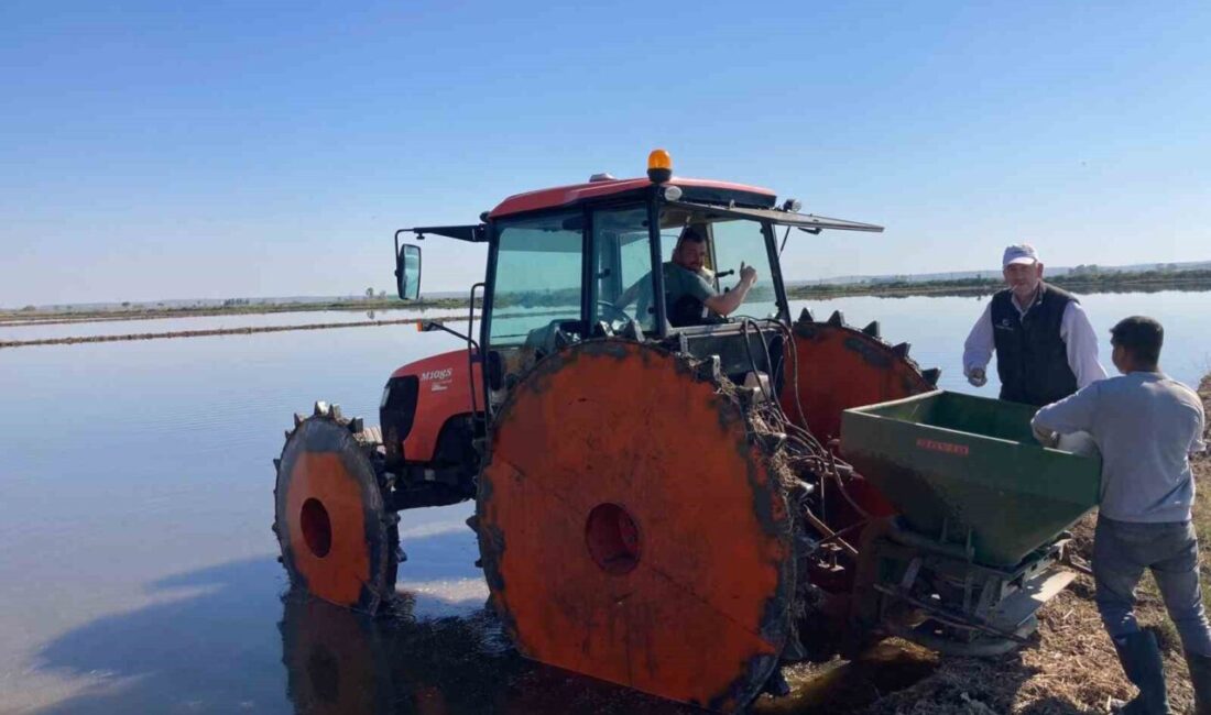 Türkiye’nin önemli tarım bölgelerinden Edirne’nin İpsala ilçesinde çeltik ekim dönemi