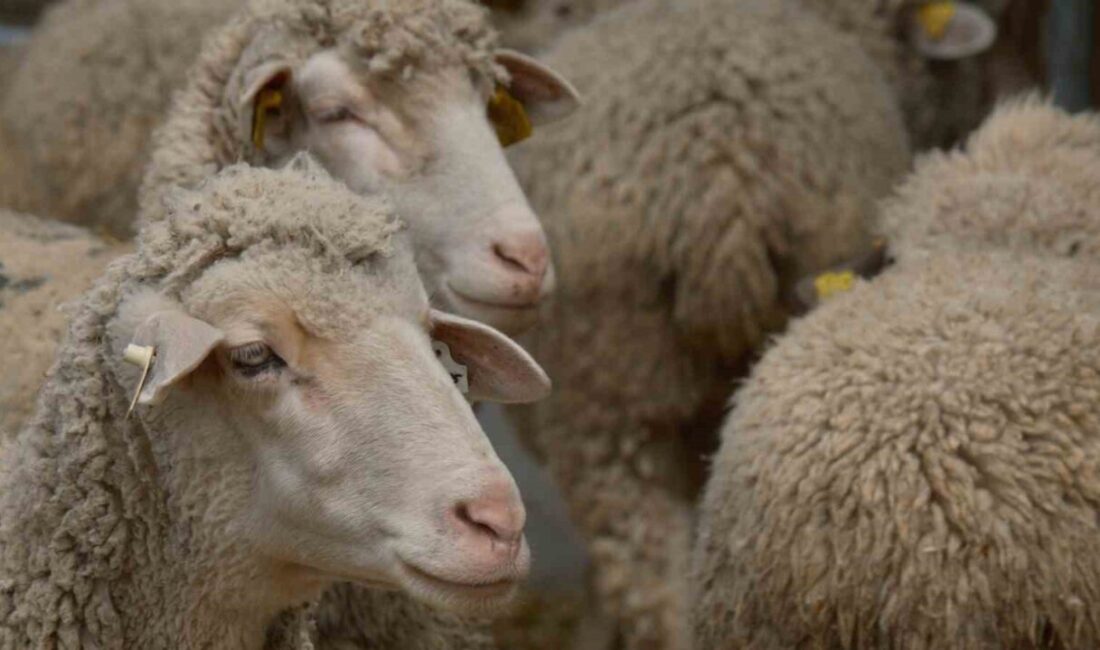 Tarım ve Orman Bakanlığı Tarım Araştırmalar ve Politikalar Genel Müdürlüğü