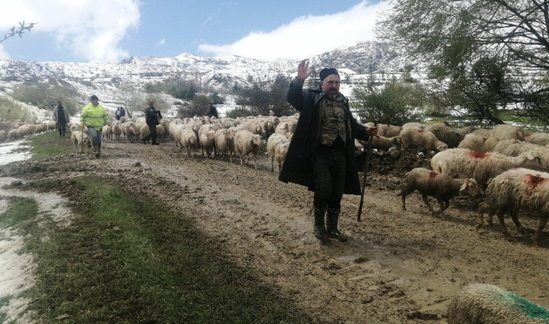 Isparta’nın Yalvaç ilçesine bağlı Yarıkkaya köyünde, yaklaşık 650 küçükbaş hayvanla