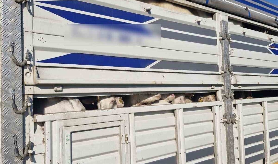 İstanbul’da TEM Otoyolu’nda gerçekleştirilen denetimlerde kaçak 126 adet kurbanlık hayvan