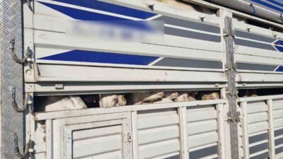 İstanbul’da TEM Otoyolu’nda gerçekleştirilen denetimlerde kaçak 126 adet kurbanlık hayvan