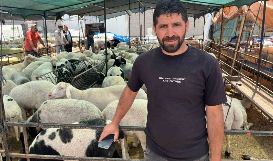 İzmir’de Kurban Bayramı’na sayılı günler kala hayvan pazarlarında hareketlilik sürerken,