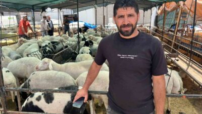İzmir’de Kurban Bayramı’na sayılı günler kala hayvan pazarlarında hareketlilik sürerken,