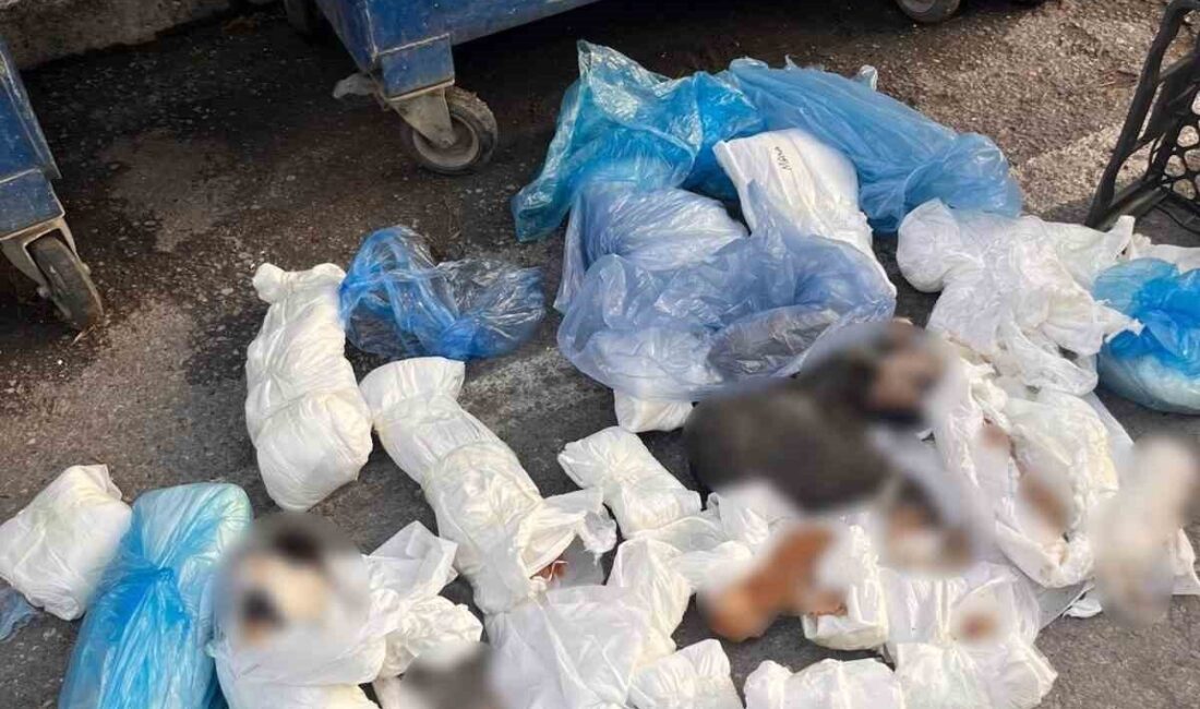 İzmir’in Buca ilçesinde bir çöp konteynerinde poşetler içerisinde 33 ölü