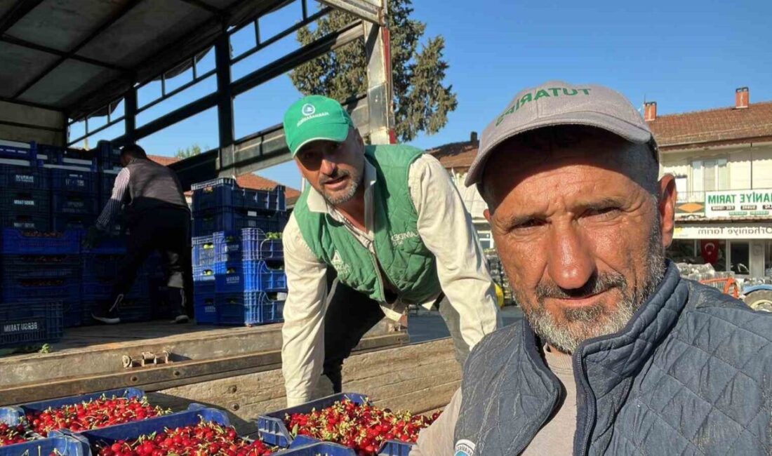 Bursa’nın İznik ilçesine bağlı Orhaniye Mahallesi’nde mevsimin ilk karabodur kirazı
