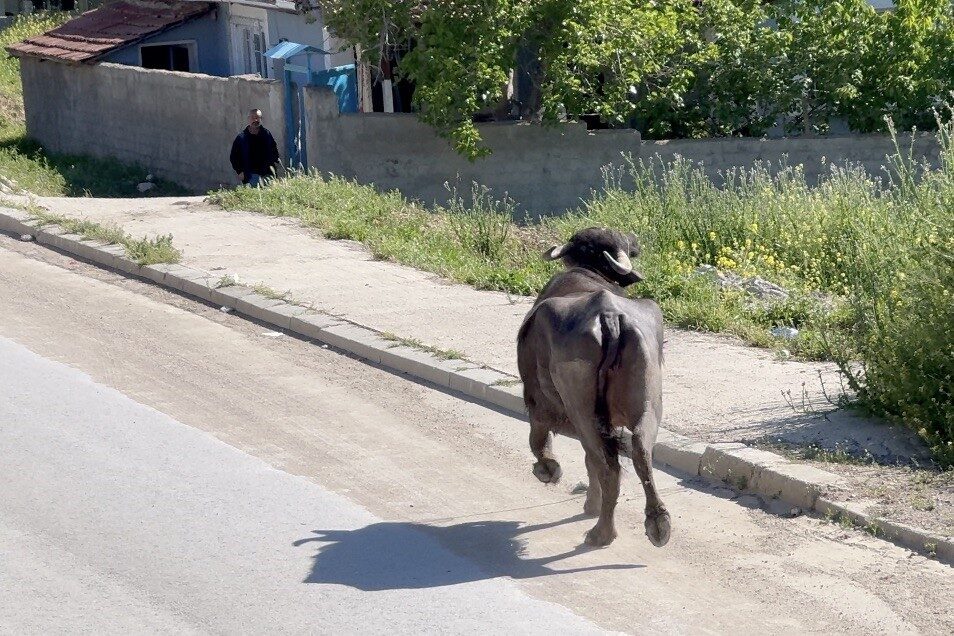 Çorum’da sahibinin elinden kaçan kurbanlık ortalığı birbirine kattı. Kaçarak evinin