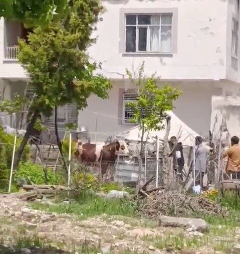 Adıyaman’da sahiplerinin elinden kaçan büyükbaş kurbanlık uyuşturucu iğne vurularak yakalandı.