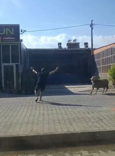 Çanakkale’nin Gelibolu ilçesinde kaçan kurbanlık koçu sanayi esnafı yakaladı. Gelibolu