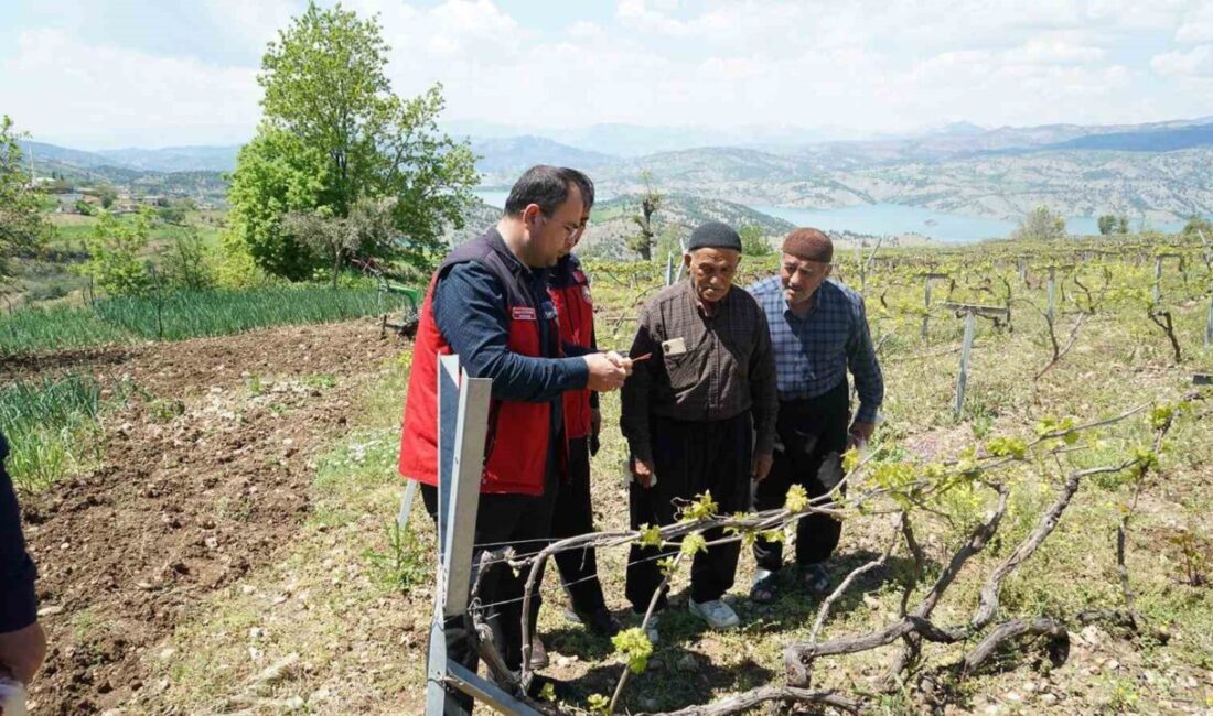 Kahramanmaraş Büyükşehir Belediyesi, coğrafi işaretli Kabarcık Üzümü’nün anavatanı Bertiz bölgesinde